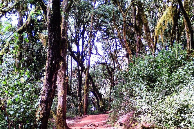 Kilimanjaro Private 2 Days Hiking Tour - Health and Safety Information