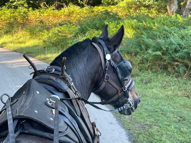 Killarney Carriage Tours National Park and Lakes - Itinerary Highlights