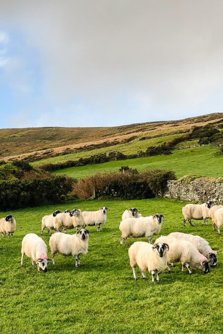 Killarney: Dingle Peninsula Photo and Sightseeing Tour - Scenic Drives and Viewpoints