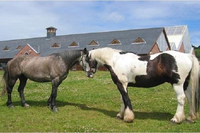 Killarney National Park Horseback Ride. Co Kerry. Guided. 2 Hours. - Health and Safety Considerations