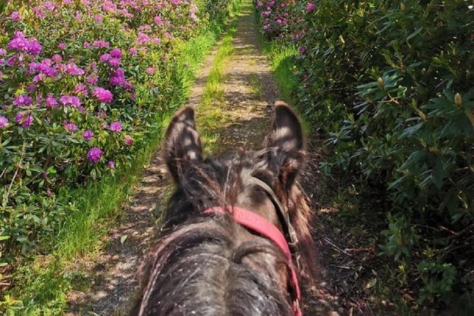Killarney National Park Horseback Ride. Co Kerry. Guided. 2 Hours. - Accommodating for Beginners