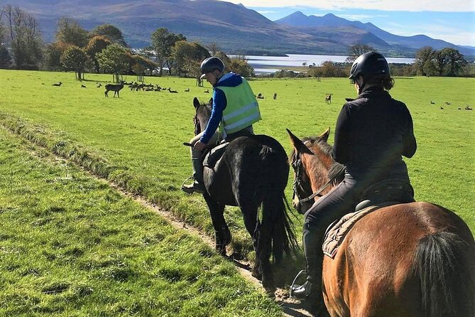 Killarney National Park Horseback Ride. Co Kerry. Guided. 3 Hours. - Rider Assessment