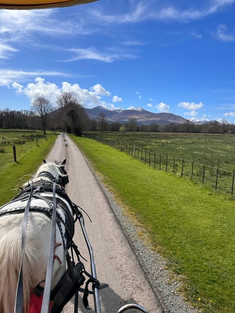 Killarney National Park Tour - Wildlife and Scenic Highlights