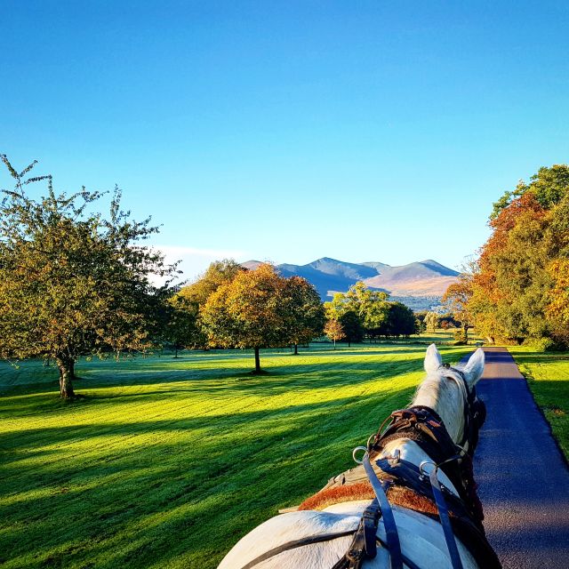 Killarney on Horse & Carriage: 1-Hour Jaunting Car Tour - Tour Highlights