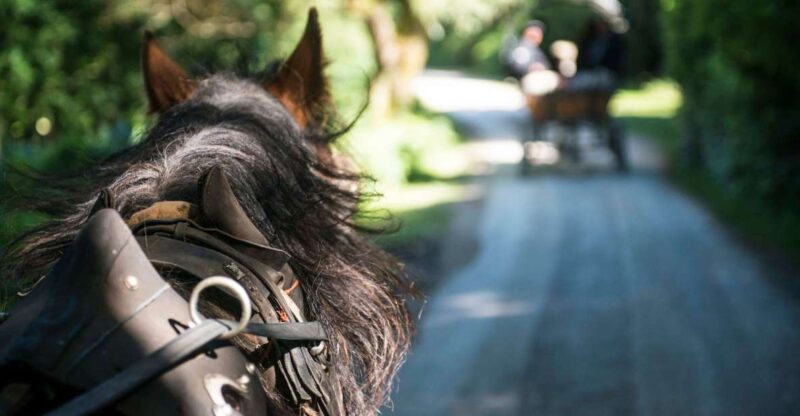 Killarney on Horse & Carriage: 1-Hour Jaunting Car Tour - Customer Reviews and Experience