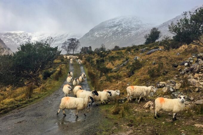 Killarney: The Ring of the Reeks - Backroads Rural Tour - Frequently Asked Questions