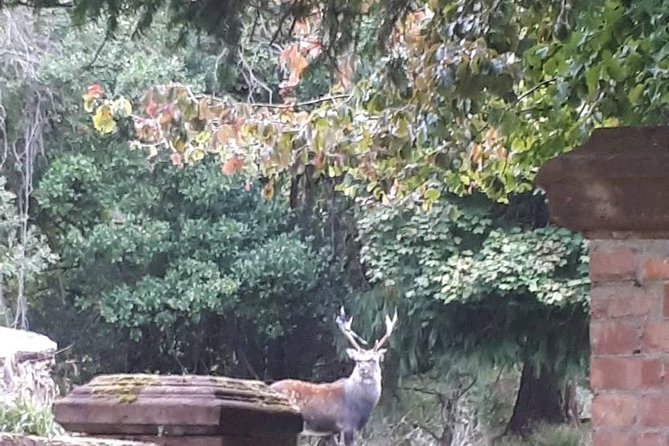 Killarney Valley & National Park Tour - Highlights of the Tour