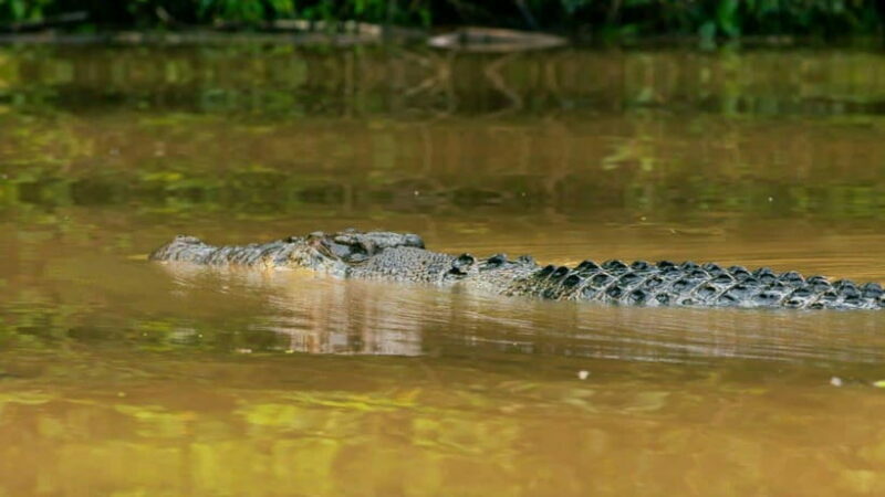 Kinabatangan River Trip from Sandakan with Lunch Included - Key Points