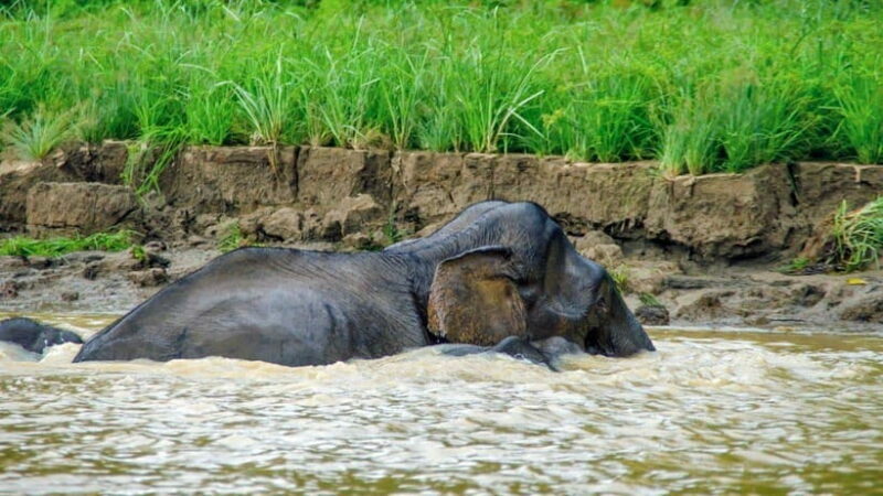 Kinabatangan River Trip from Sandakan with Lunch Included - In-Depth Look at the Kinabatangan River Trip