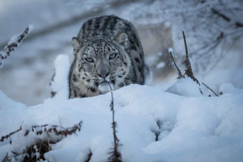 Kincraig: Highland Wildlife Park Entry Ticket - Visitor Experience and Activities