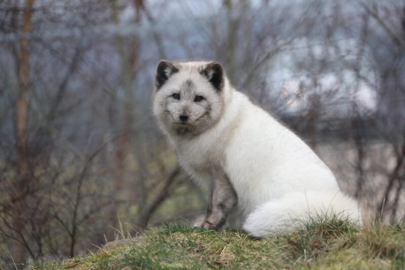 Kincraig: Highland Wildlife Park Entry Ticket - Educational Offerings and Tours