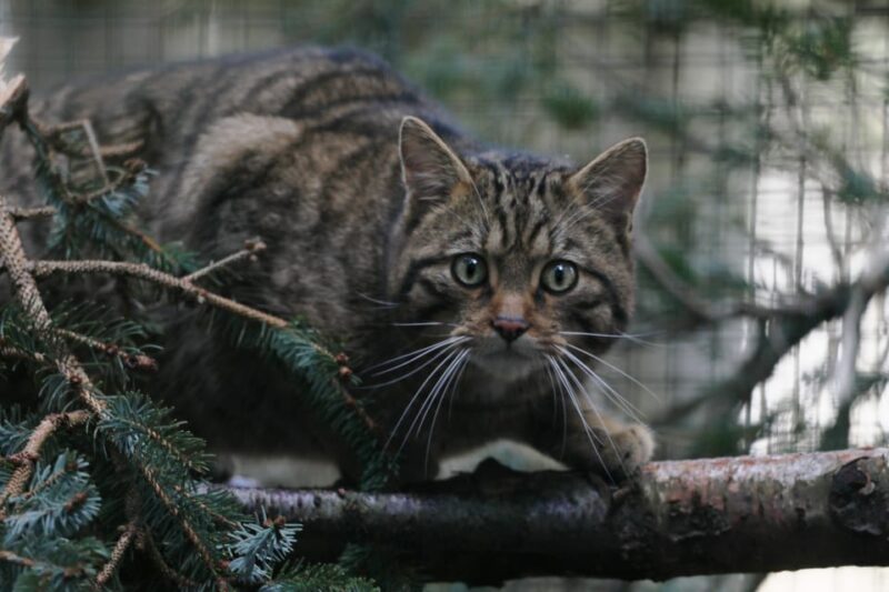 Kincraig: Highland Wildlife Park Entry Ticket - Dining and Shopping Options