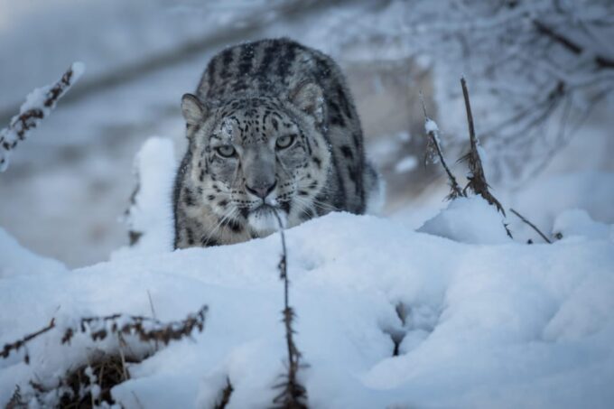 Kincraig: Highland Wildlife Park Entry Ticket - Accessibility and Inclusivity