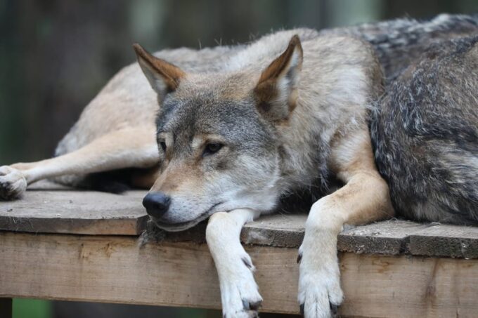 Kincraig: Highland Wildlife Park Entry Ticket - Visitor Ratings and Feedback
