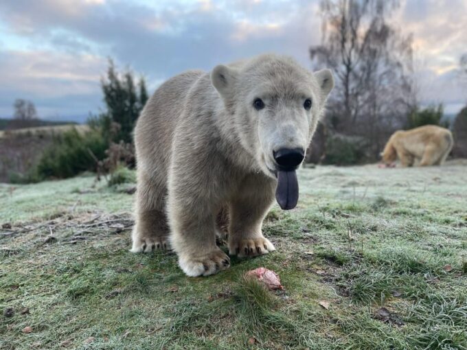 Kincraig: Highland Wildlife Park Entry Ticket - Frequently Asked Questions