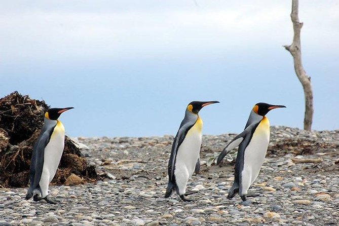 King Penguin - Tierra Del Fuego Island - Pricing and Booking Information
