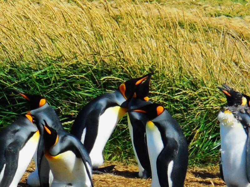 King Penguin & Tierra Del Fuego Tour - Key Points