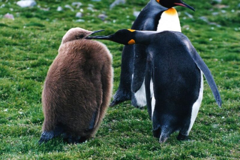 King Penguin & Tierra Del Fuego Tour - Inclusions