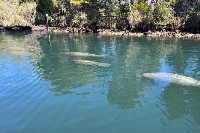 Kings Bay Eco Tours - Key Points