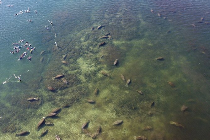 Kings Bay Manatee Watching Cruise - Accessibility and Participation