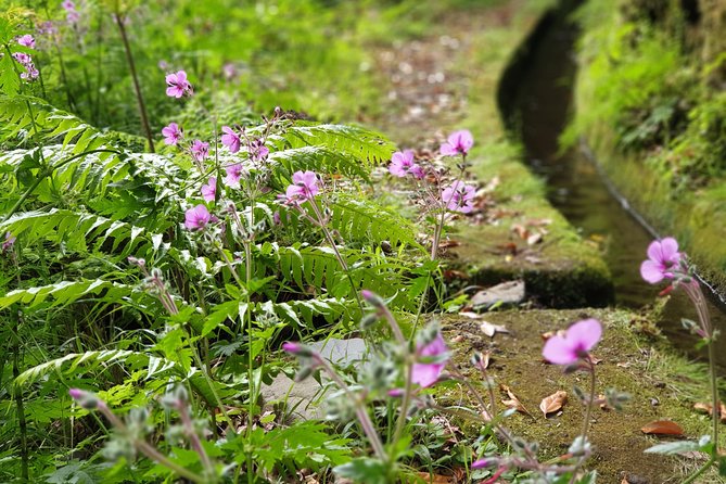 Kings Levada - São Jorge - Exploring Sao Jorge