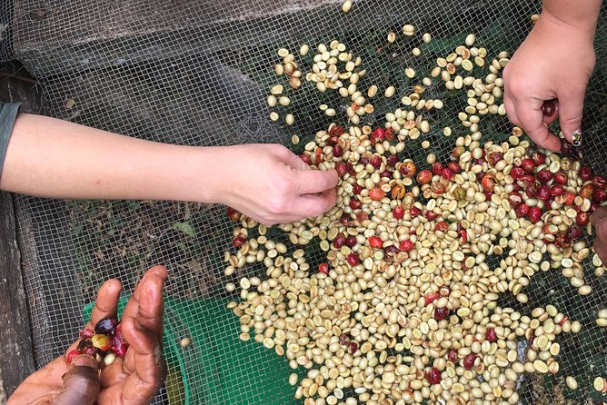 Kingstone Asilia and Coffee Tour - Participant Requirements