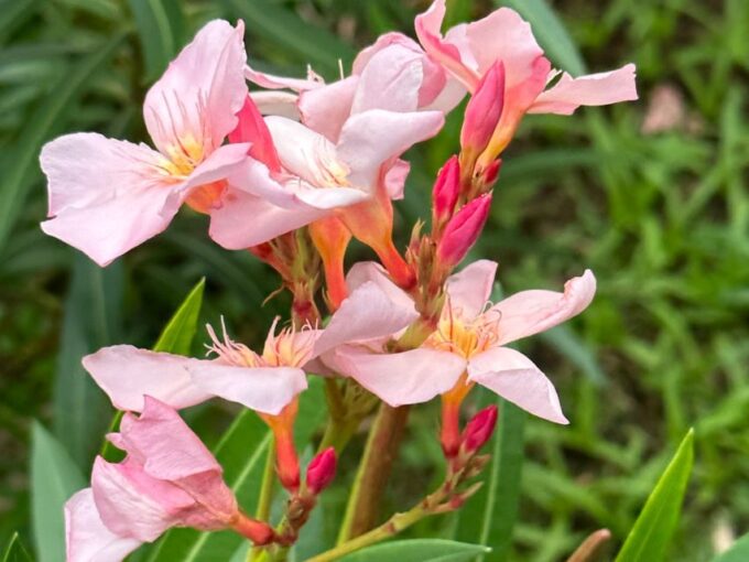 Kingstown: Sightseeing Tour and Beach Package - Explore Kingstowns History