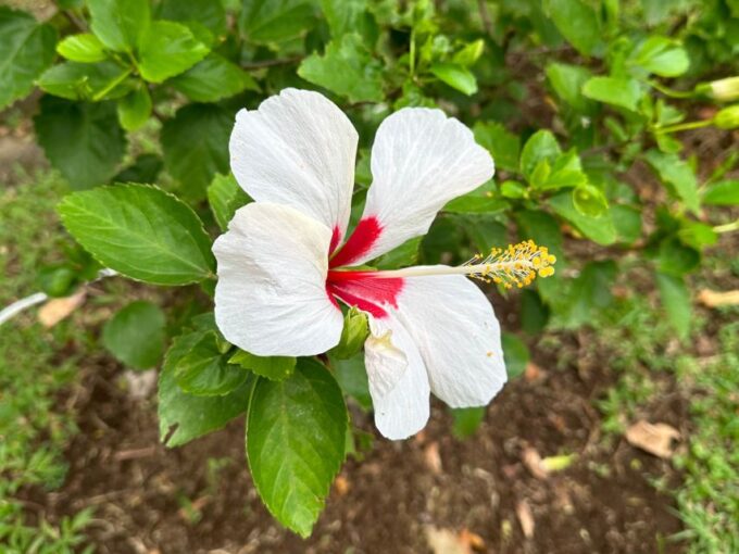 Kingstown: Sightseeing Tour and Beach Package - Botanical Gardens and Native Wildlife