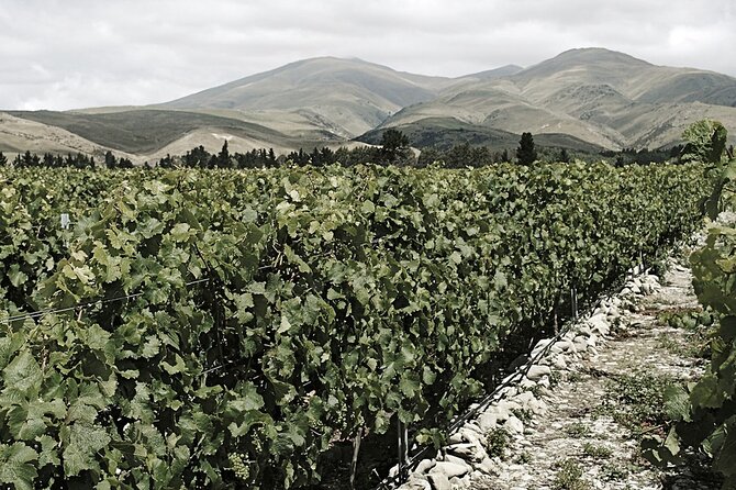 Kinross Winery: Valli Wine Tasting Experience - Wine Tasting Details