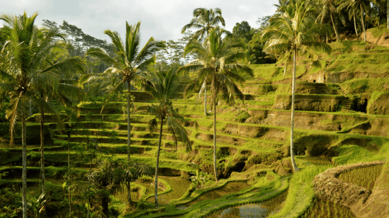 Kintamani All In: Tegalalang, Tirta Empul, Penelokan, Etc - Key Destinations