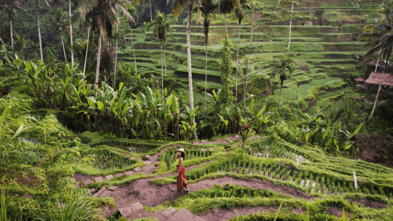 Kintamani All In: Tegalalang, Tirta Empul, Penelokan, Etc - Activity Inclusions