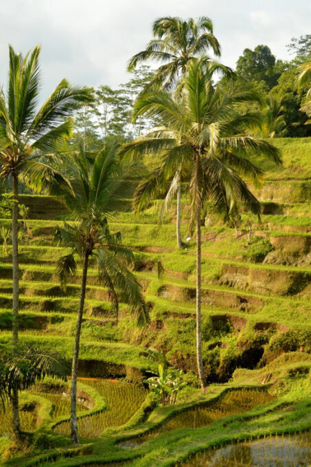 Kintamani All In: Tegalalang, Tirta Empul, Penelokan, Etc - Mount Batur Volcanic Landscapes
