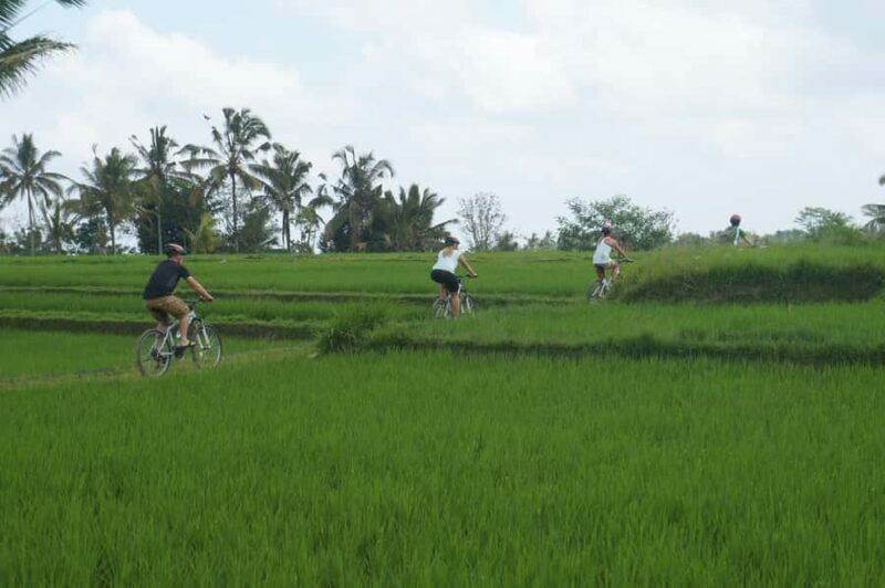 Kintamani Culture and Nature Guided Cycling Tour - Introduction: Authentic Bali on Two Wheels