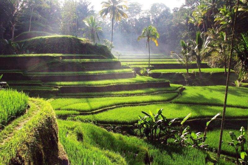 Kintamani: Full Day Tour Tegalalang Rice Field, Goa Gajah - Key Points
