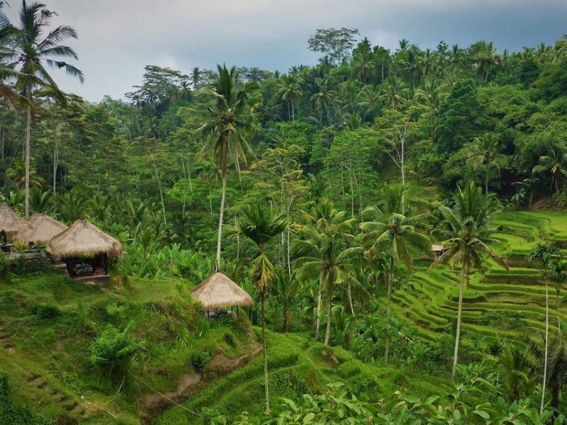 Kintamani : Tirta Empul, Tegallalang /1 Day Private Tour - Kintamani Scenic Spot