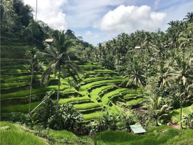 Kintamani : Tirta Empul, Tegallalang /1 Day Private Tour - Inclusions and Information