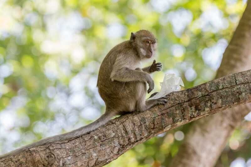 Kintamani Tour: Full Day With Ubud Village - Itinerary Highlights