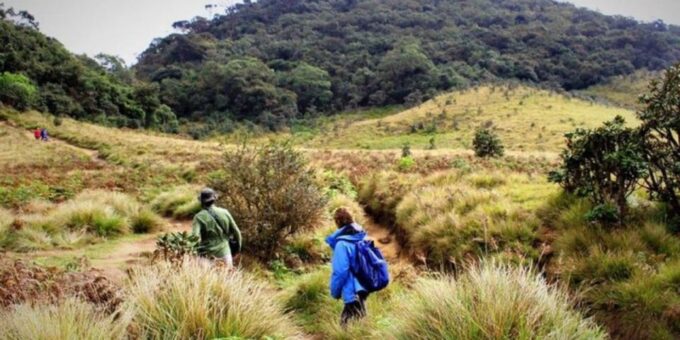 Kirigalpoththa Mountain Hike Through Horton Plains - What to Expect