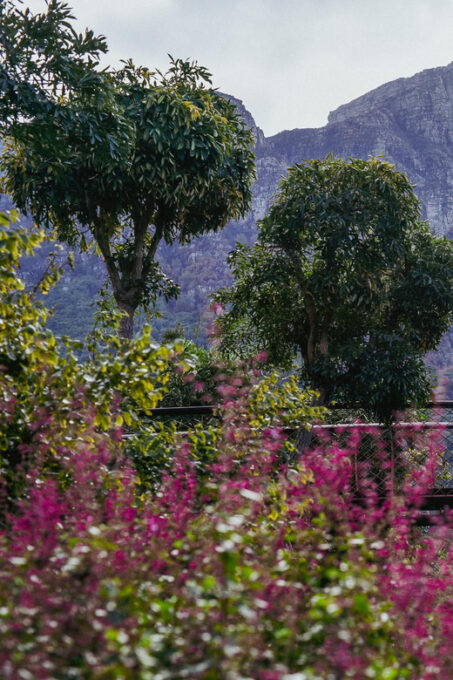 Kirstenbosch Botanical Garden and Constantia Wine Valley - Kirstenbosch National Botanical Garden
