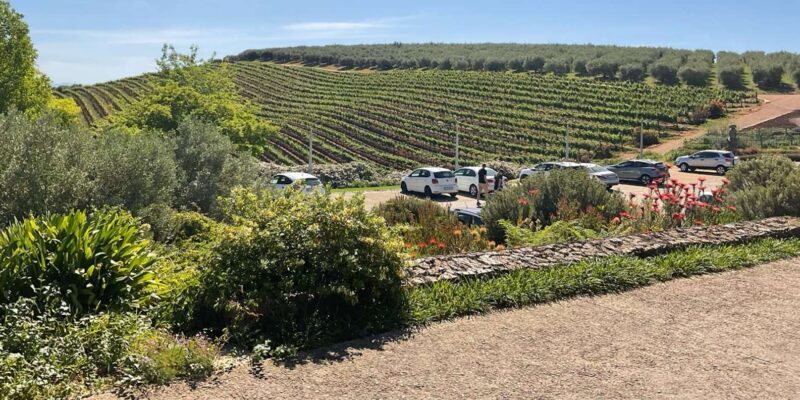 Kirstenbosch Botanical Gardens and Constantia Wine Tasting - Key Points