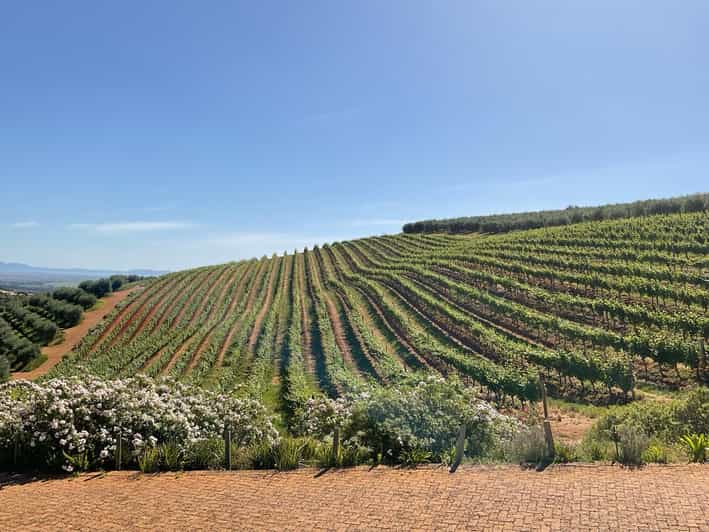 Kirstenbosch Botanical Gardens and Constantia Wine Tasting - Itinerary Highlights
