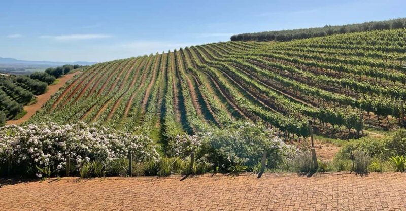 Kirstenbosch Botanical Gardens and Constantia Wine Tasting - Exploring Kirstenbosch