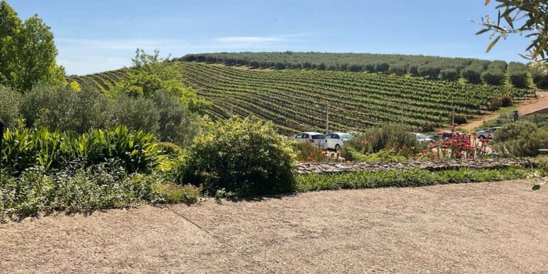 Kirstenbosch Botanical Gardens and Constantia Wine Tasting - Tasting Constantia Wines