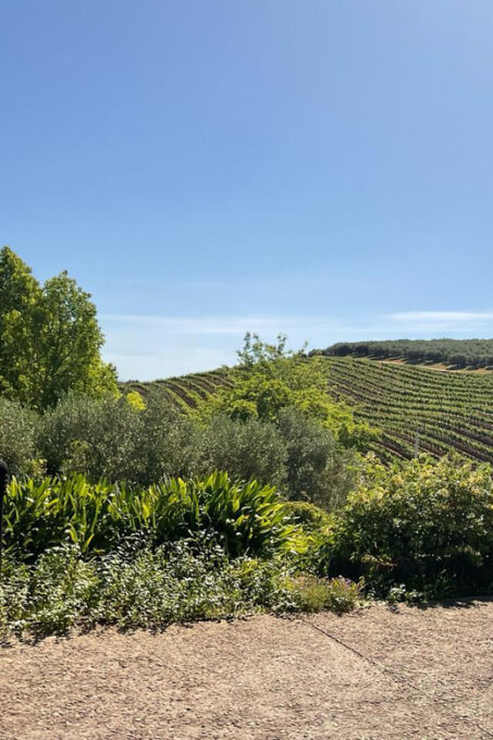 Kirstenbosch Botanical Gardens and Constantia Wine Tasting - Meeting Points and Directions