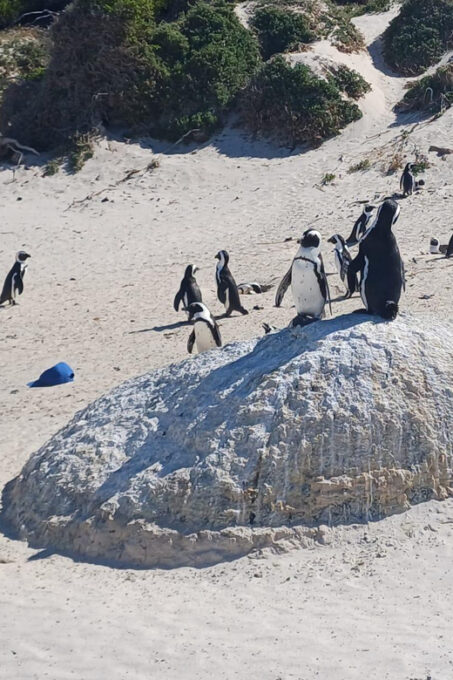 Kirstenbosch Garden, Bo-Kaap-Penguins & Cape Peninsula Tour - Chapmans Peak Drive