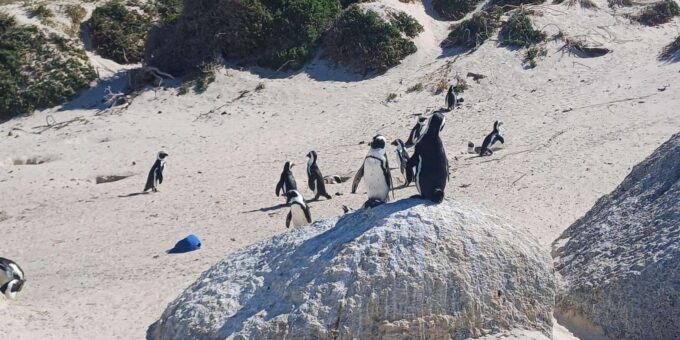 Kirstenbosch Garden, Bo-Kaap-Penguins & Cape Peninsula Tour - Frequently Asked Questions