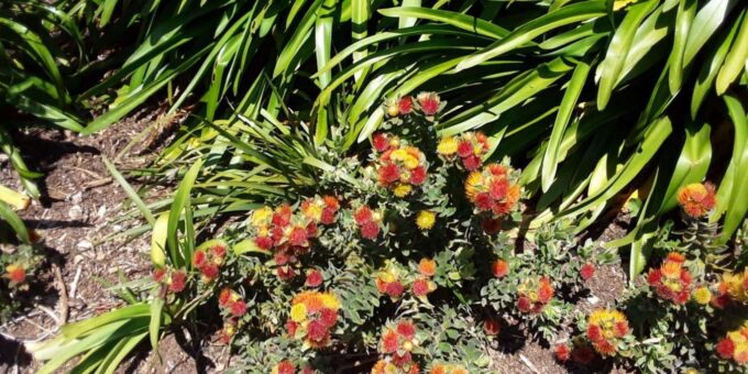 Kirstenbosch, Robben Island & Two Oceans Aquarium Day Tour - Transportation and Inclusions