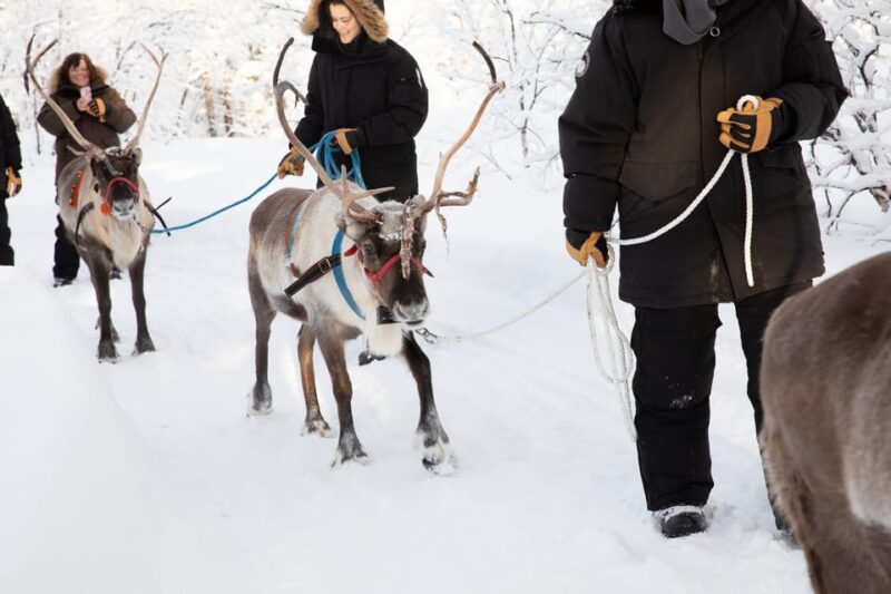 KIRUNA: Reindeer Sled Ride in the Countryside - Meals and Dietary Options