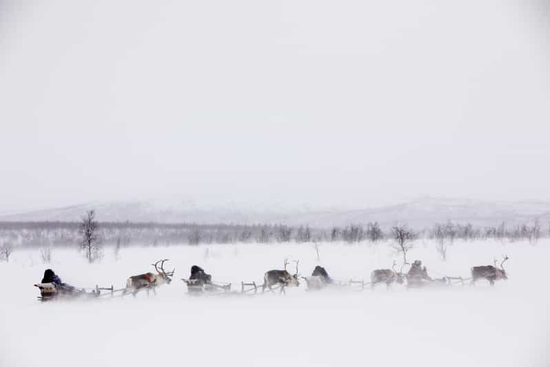 KIRUNA: Reindeer Sled Ride in the Countryside - Important Requirements and Restrictions