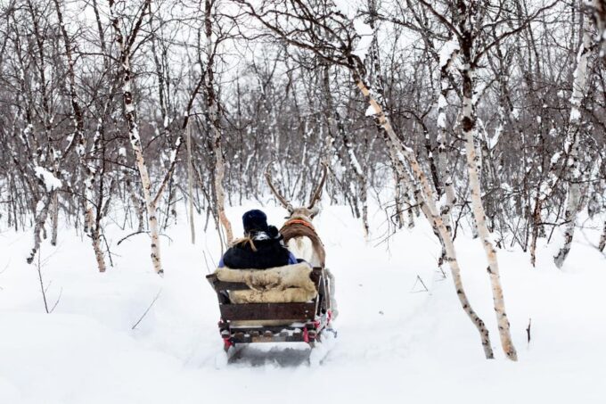 KIRUNA: Reindeer Sled Ride in the Countryside - Reindeer Herding and Grazing